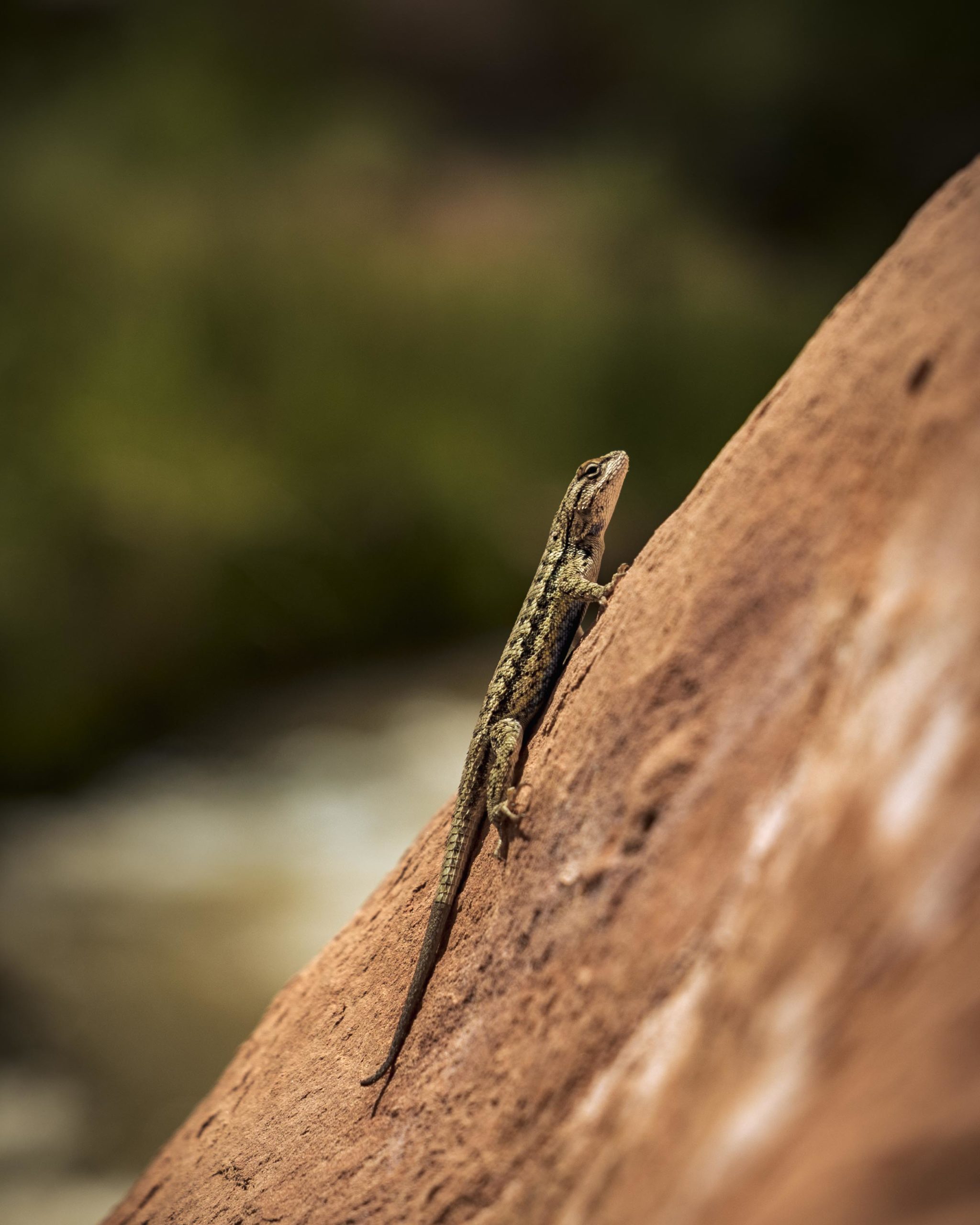 Capitol Reef-3