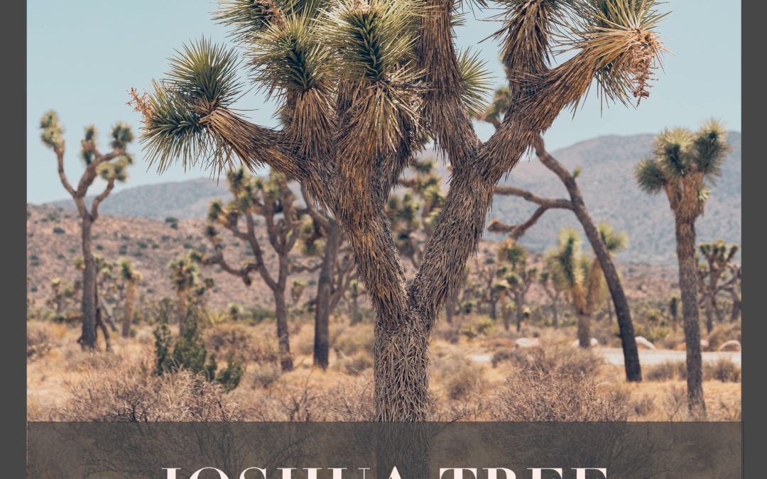 Joshua Tree : Un bijou du désert californien