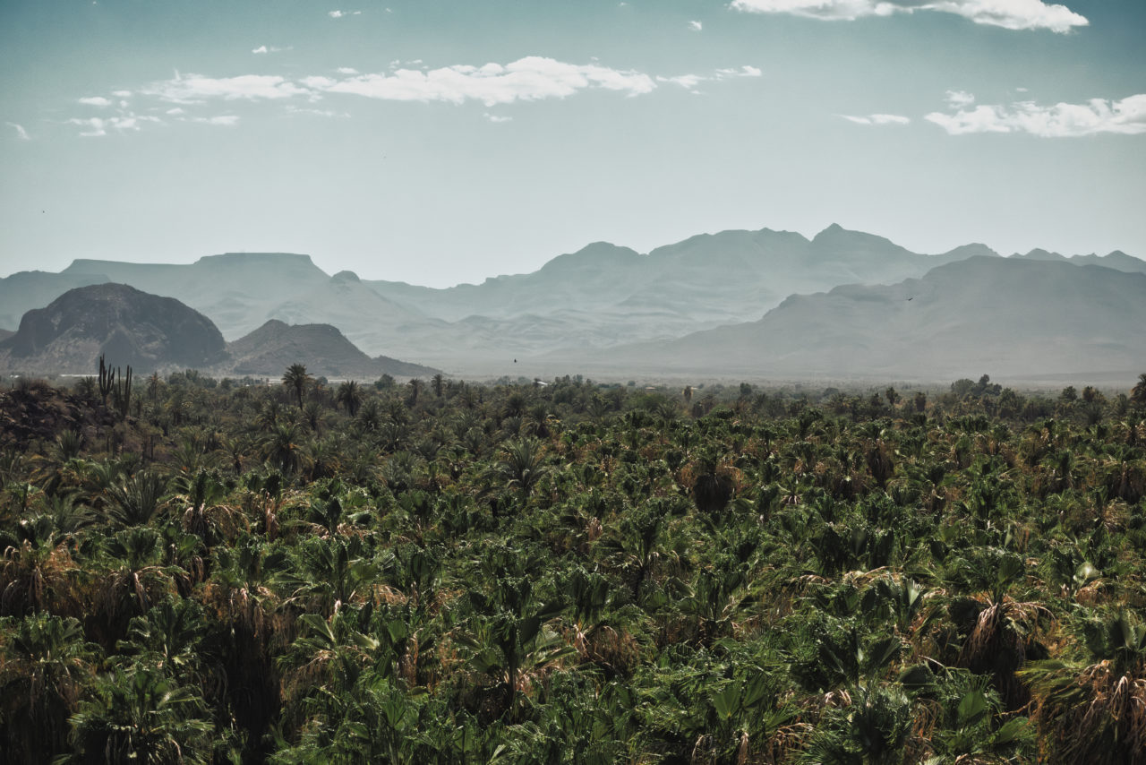 Mulege