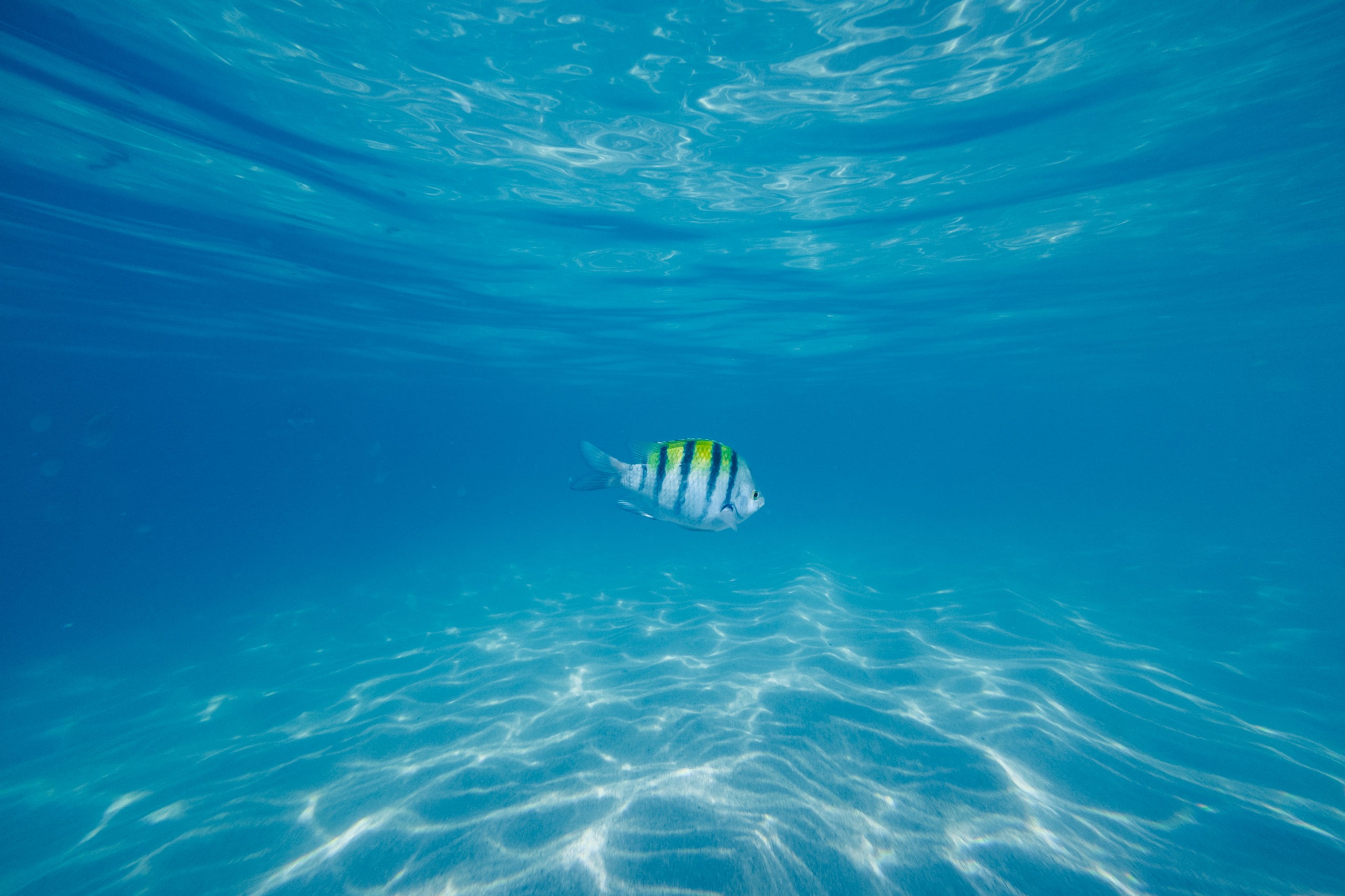 Snorkeling-playa santa maria Le bleu azure de la mer de cortez sur la plage Santa Maria