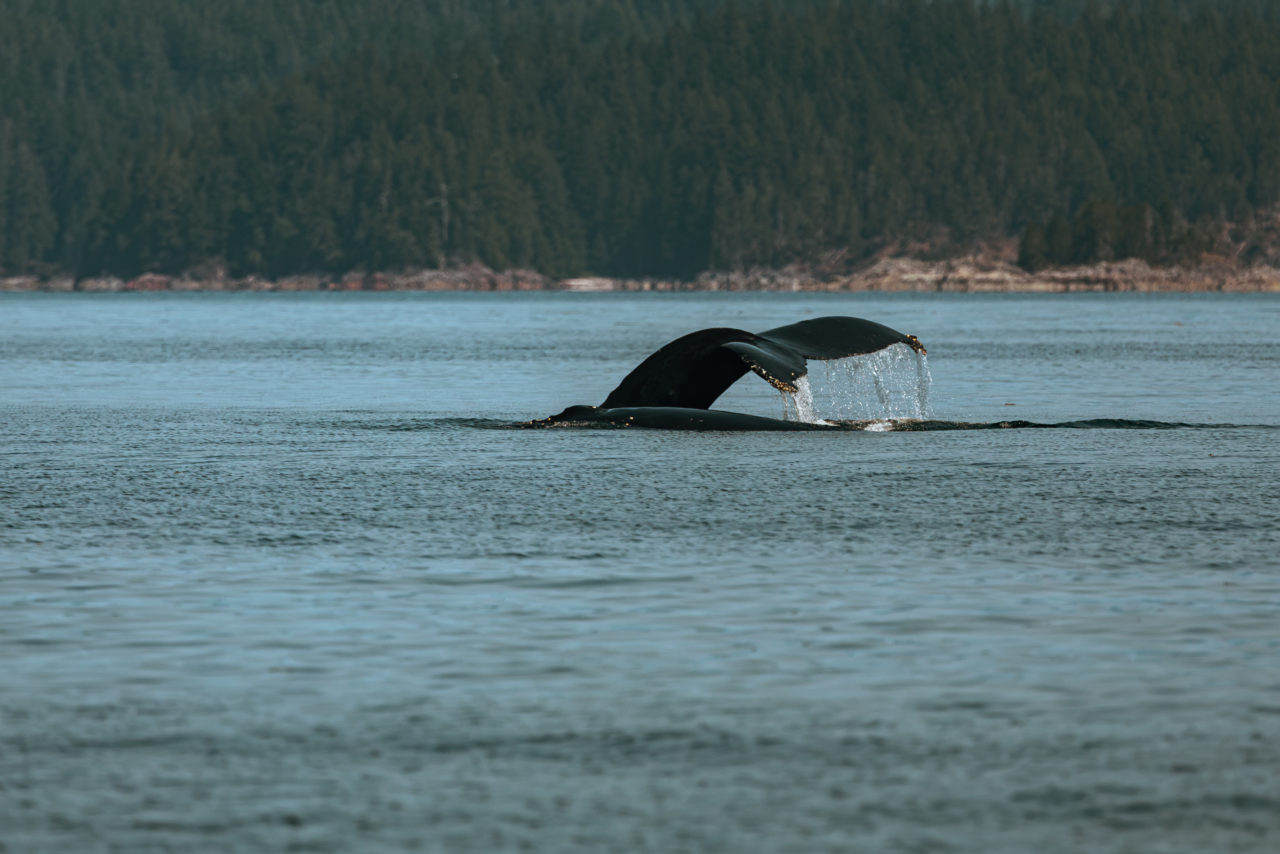 Faune marine à Campbell River sur l’Île de Vancouver