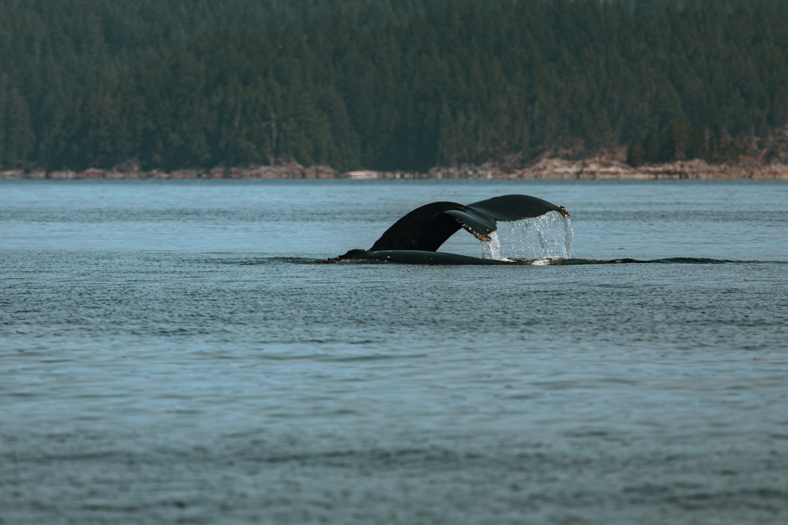 Discovery west Baleine observée près de Campbell River sur l’Île de Vancouver