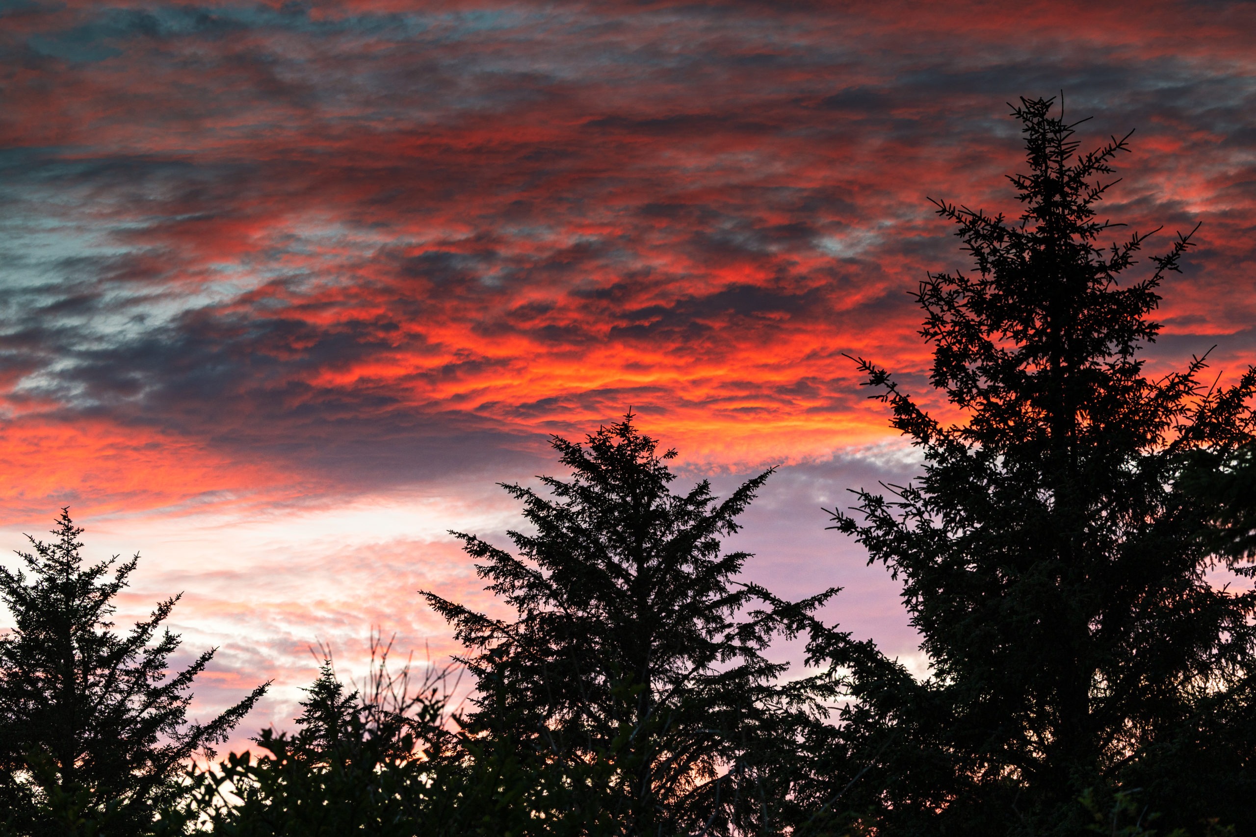 Wild Pacific Trail Sunset